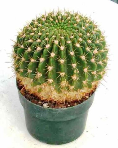 Notocactus